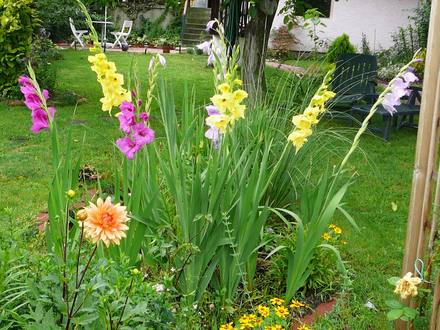 Back garden