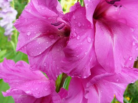 Close up of pink glad. (Gladiolus grandiflorus)