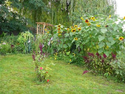 Back garden