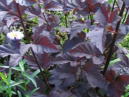 Physocarpus Diabolo