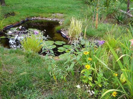Back garden