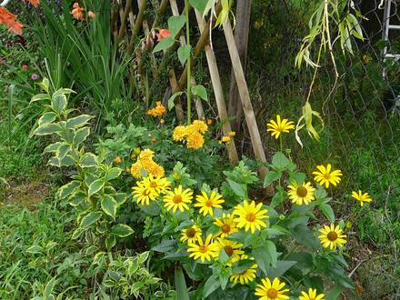 Summer border in back garden.