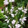 Physostegia virginiana (Obedient plant)