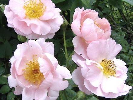 Pink D.A. roses (Rosa)
