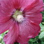 Hollyhock (Alcea rosea (Black Hollyhock))