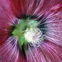 Alcea rosea