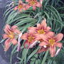Orange daylilies (Hemerocallis fulva (Chin Chen TsAi))