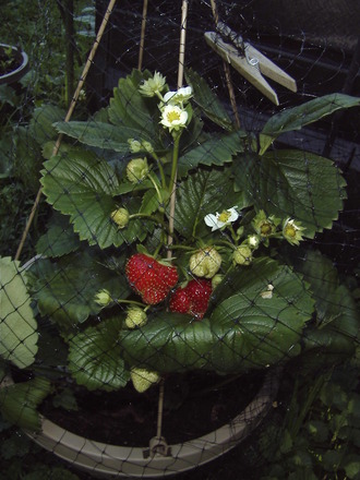 Strawberries!! Better late than never! (fragaria ananassa)