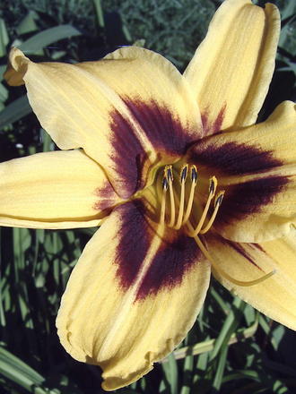 'Bonanza' daylily (Hemerocallis 'Bonanza')