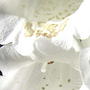 Foxglove throat (Digitalis purpurea 'Camelot White')