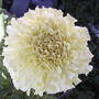 African marigold - cream