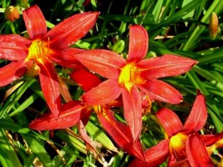 Hemerocallis Red Rum. (Hemerocallis Red Rum)