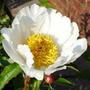 Paeony 'White Wings' (Paeony 'White Wings')