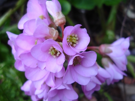 Bergenia  (Bergenia cordifolia (Elephant's ears))