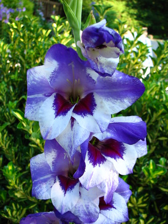 A better pic of 'vista' gladoilus