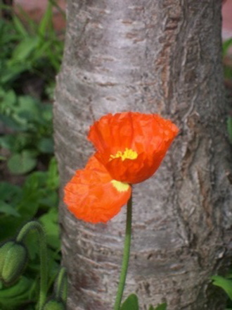 Iceland - Orange (Papaver croceum)