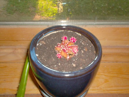 Well ... I tried.  :( (hylocereus undatus, gymnocalycium)