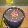 Well ... I tried.  :( (hylocereus undatus, gymnocalycium)