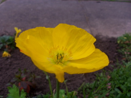 Iceland - Yellow (Papaver croceum)