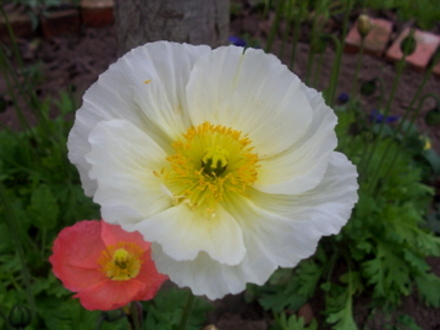 Iceland - White (Papaver croceum)