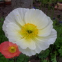 Iceland - White (Papaver croceum)
