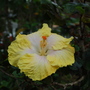 Hibiscus 3