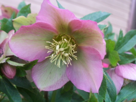 A garden flower photo (Helleborus sp.)
