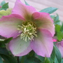 A garden flower photo (Helleborus sp.)