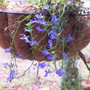 A garden flower photo (Lobelia erinus)