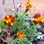 A garden flower photo