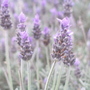 Old Lavender Hedge (L. pendunculata (I think))