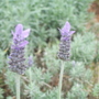A garden flower photo (L. pendunculata (I think))