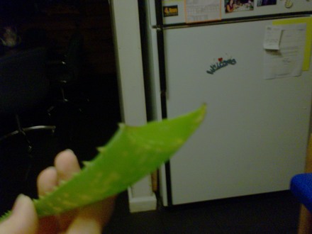 Aloe Preservation is a GO! (Aloe vera (Aloe))