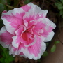 A garden flower photo