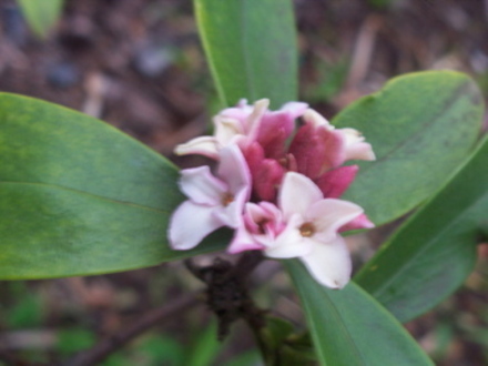 A garden flower photo (Daphne odora)