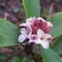 A garden flower photo (Daphne odora)