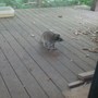 Baby Coons!!
