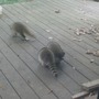 More Baby Coons!!