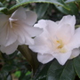 A garden flower photo
