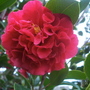 A garden flower photo