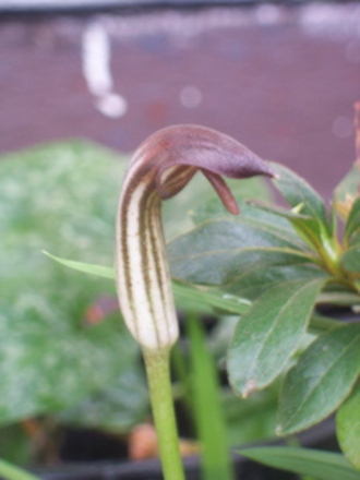 Arisaema vulgaris (Arisaema vulgaris)