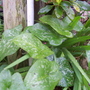 A garden flower photo (Arisaema vulgaris)