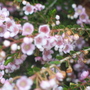 Thriptamine Close-up (Thryptomene calycia)