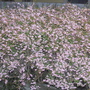 Thriptamine (Thryptomene calycia)