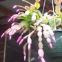 A garden flower photo
