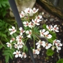 Darmera peltata (Darmera peltata (Indian Rhubarb))