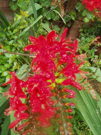 crocosmia (Crocosmia x crocosmiiflora)