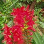 crocosmia (Crocosmia x crocosmiiflora)