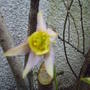 Aquilegia