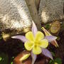 Aquilegia_9th_may